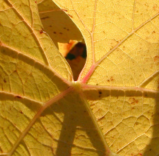 Domaine Cyrot-Buthiau